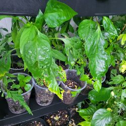 purple and red bell pepper
