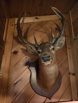 Deer head taxidermy