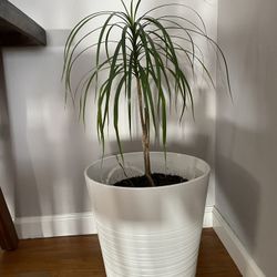 Two White Plan Pots 