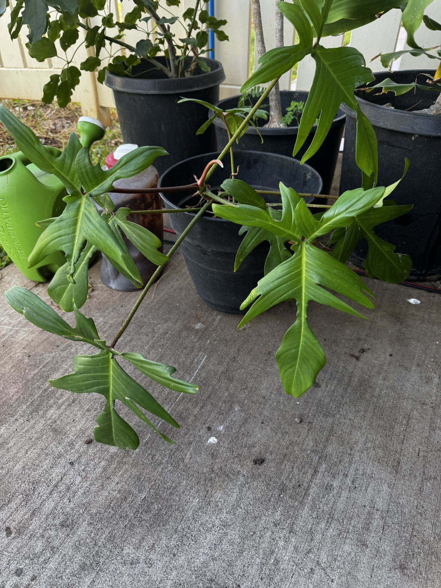 Lucky Plant