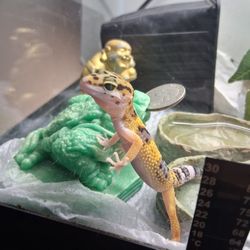 Leopard Geckos