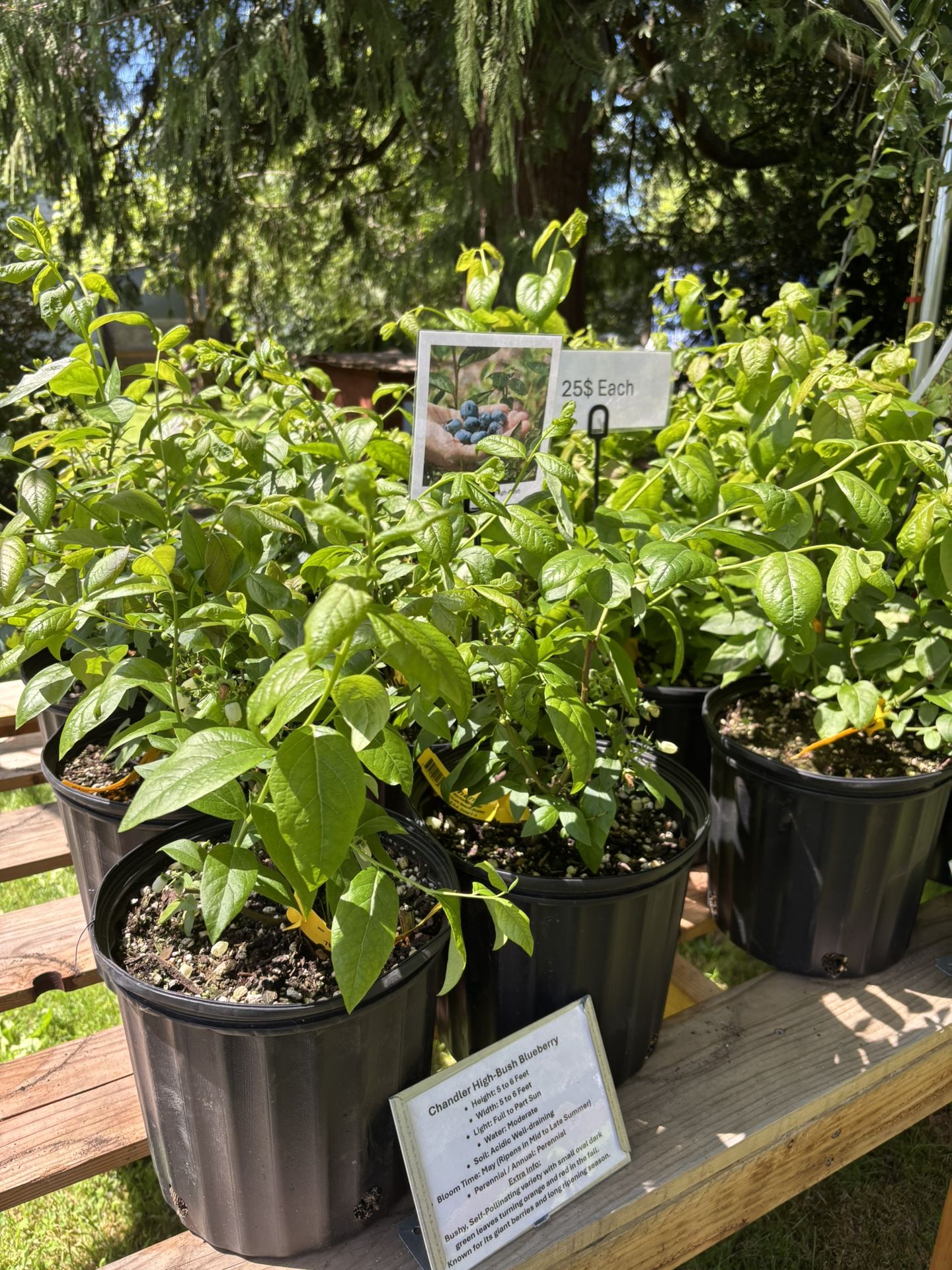 Blueberry Plants