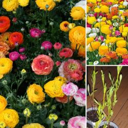 Mix Persian buttercup plants Each pot$6 2 Plants