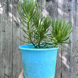 Chalk Finger Succulent 