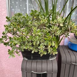 Variegated Jade Plant