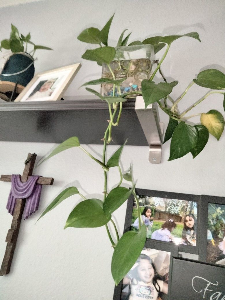 Plant