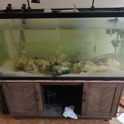 Salt Water Fish Tank Live 