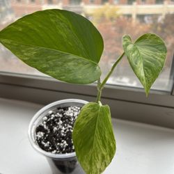 Marble Queen Pothos