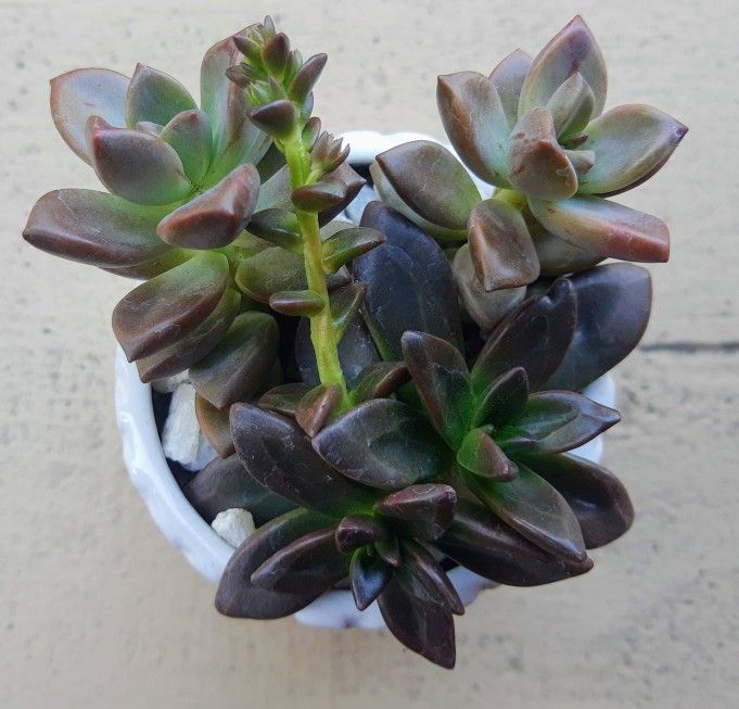 Succulent Arrangement #13