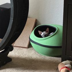 Heated Pod For Cats
