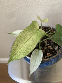 Florida Ghost Philodendron In Beautiful Fancy Artisanal Blue Glazed Planter, Rare Houseplant