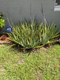 Aloe Plant