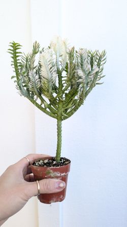 Devil's Backbone Variegated Plant 2" Pot - Indoor House Plants 