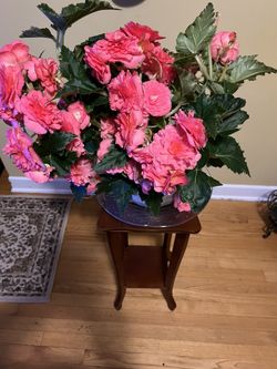 🪸Begonia plant🪸