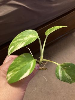 Golden pothos