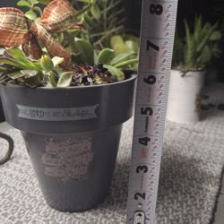 Succulent/Inspirational 