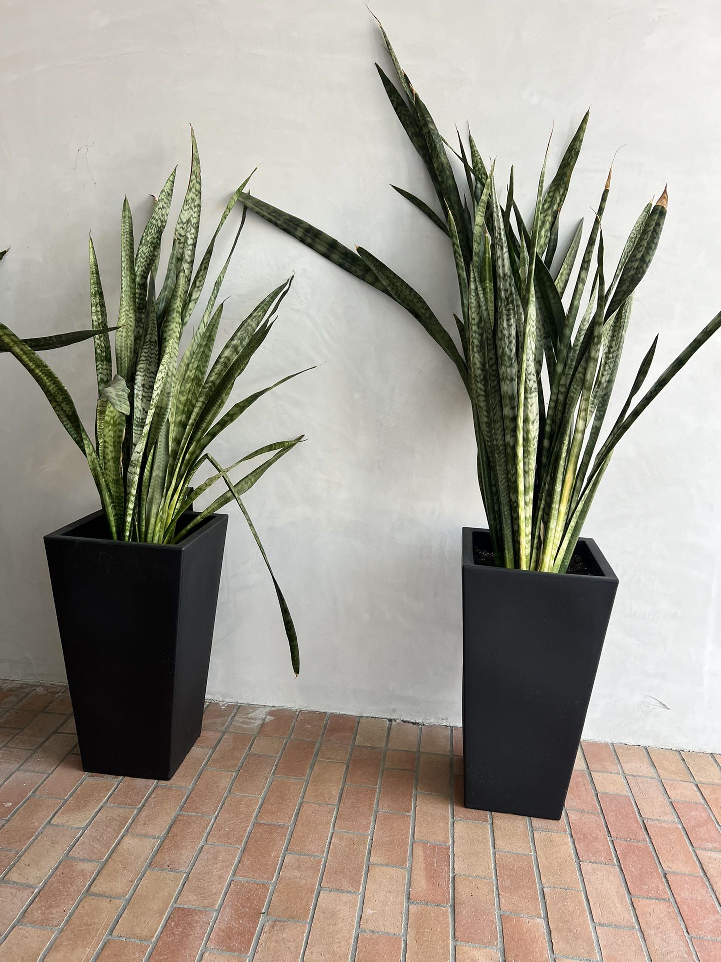 New Large Planter With Snake Plant