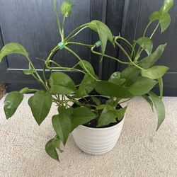 Jade Pothos