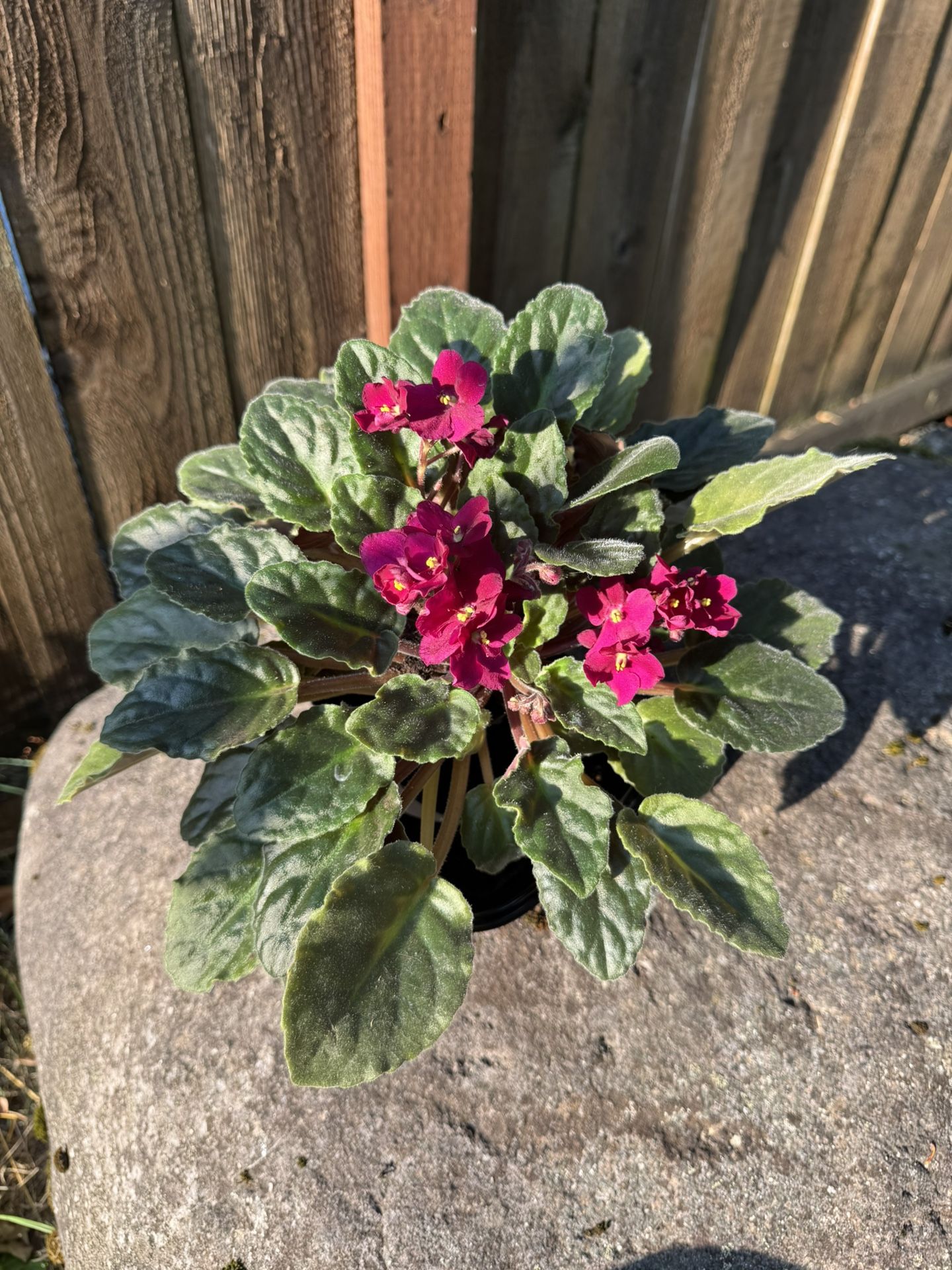 African Violet