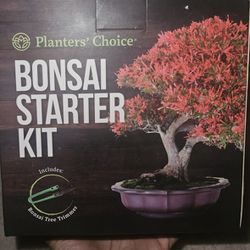 4 Bonsai Trees - Grow Your OWN - EASY ✨️