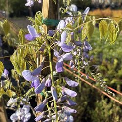 Wisteria