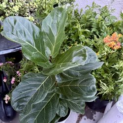 ♥️SUPER Healthy ACCLIMATED Fiddle Leaf Fig  4 FEET TALL🙏PLS READ DESCRIPTION♥️