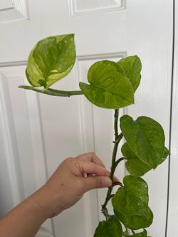 Lemon meringue Pothos plant CUTTING