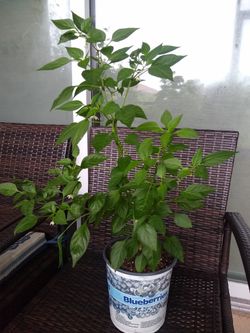 Chile Pepper Plants