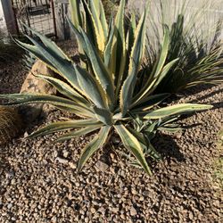 Cactus