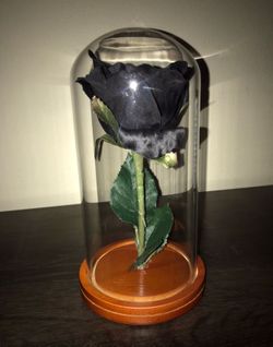 Black Rose In Glass Case