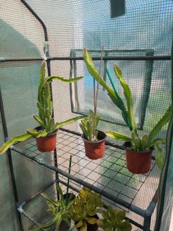 Rooted Dragon fruit cuttings