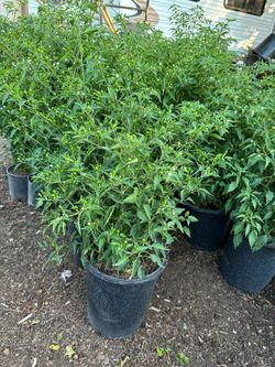 Chile chiltepin