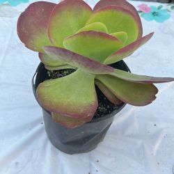 thyrsiflora desert rose ..