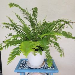 Fern Plant In Big Pot 