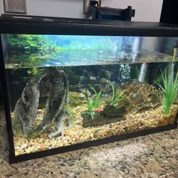 10 Gallon Fish Tank 