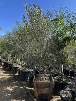 Echo Weeder, String Trimmer , Weed Wacker, Weed-eater