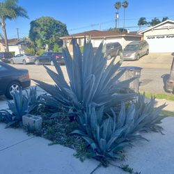 Free Agave Plants! 
