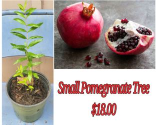 Small Pomegranate Tree 