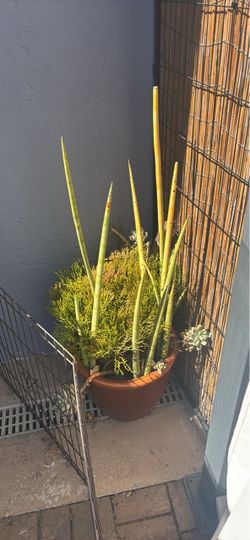 Potted Sansevieria Cylindrica and Succulent Arrangement