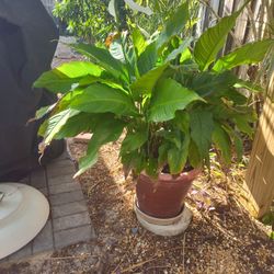 Peace Lilly