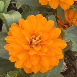 Zahara® Double Bright Orange Zinnia