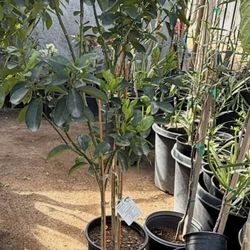Fukushu Kumquat Trees 4 1/2 The Tall $55 Each Price Firm