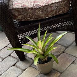 Exotic Plant With Pots