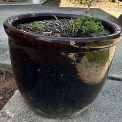 Terra Cotta Glazed Planter - Pot