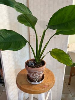 Natural Plant in Container for Sale