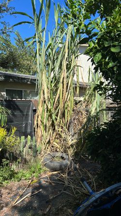Caña sugar cane