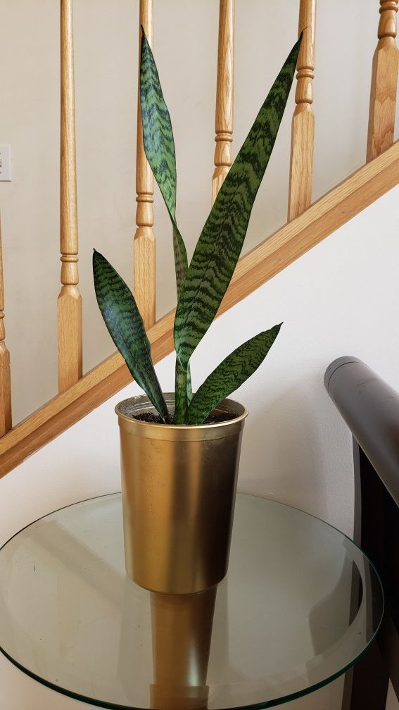 Snake plant with gold planter