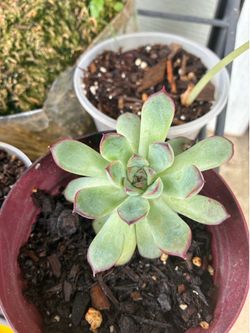 Bashful Succulent