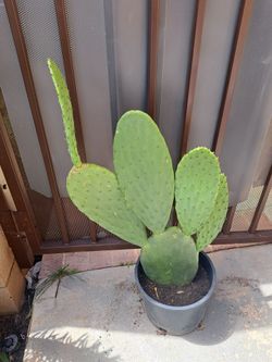 Edible,  Cactus 🌵