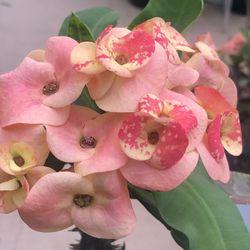 Corona De Cristo Corona Morada